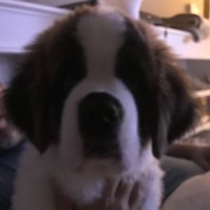 Meet your Posher, Bo